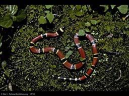 Aposematic coloration: coral snake