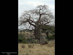 Baobab trunk with extensive elephant damage, Tanzania