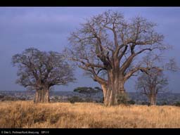 Baobabs in savanna, Tanzania