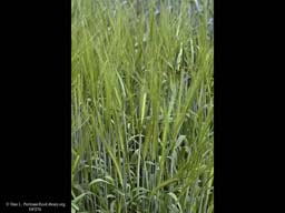 Barley Two-rowed Hordeum vulgare