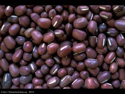 Adzuki bean, Phaseolus angularis
