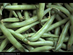 Green beans, Phaseolus vulgaris
