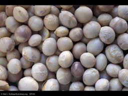 Soy beans, Glycine max
