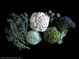 Brassica oleracea, cauliflower, broccoli