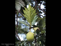 Breadfruit, Artocarpus altilis