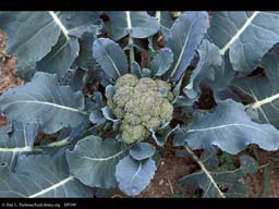 Broccoli, Brassica oleracea