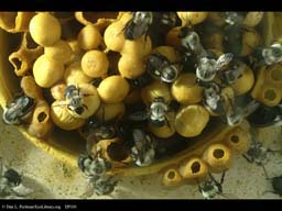 Bumblebee nest, showing honey storage vessels
