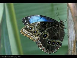 Butterfly adult, Morpho life cycle