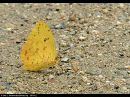 Butterfly "puddling" to obtain minerals, Brazil