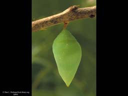 Butterfly pupa, Morpho life cycle