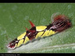 Butterfly young larva, Morpho life cycle