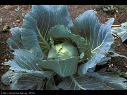 Cabbage, Brassica oleracea