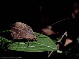 Camouflaged brown katydid at night