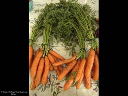 Carrot Roots, Daucus carota