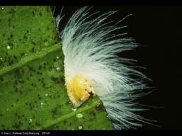 Caterpillar feeding on leaf, Costa Rica