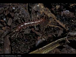 Centipede on leaf litter, Massachusetts, USA