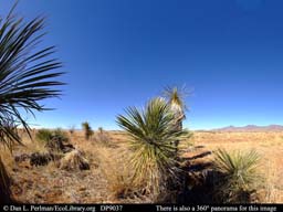 Panorama of Chihuahuan Desert vegetation Arizona