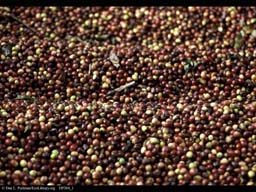 Coffee beans drying in sun, Coffea arabica
