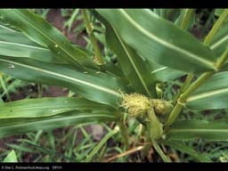 Corn or maize, Zea mays, developing cob