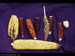 Corn or maize, Zea mays, variation