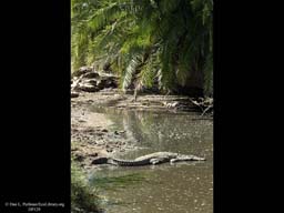 Nile crocodile in river, Tanzania