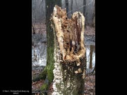 Decaying stump with fungus, Massachusetts, USA