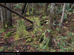 Decaying stumps in spruce-fir forest, Vermont, USA