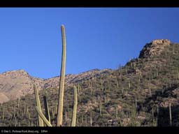 Desert with saguaro cactus, Arizona