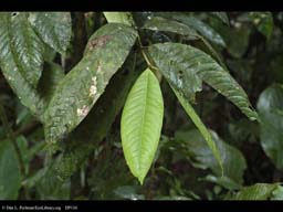 Epiphylls on young and old rainforest leaves, Brazil