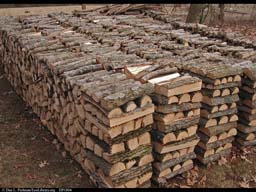 Firewood pile, Massachusetts, USA