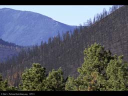 Forest fire: burnt and unburnt ridges