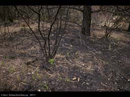 Forest fire: regrowth after 30 days