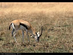 Thomson's gazelle in grassland after burn, Tanzania