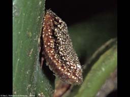 Giant scale insect female releasing sex pheromones, Costa Rica