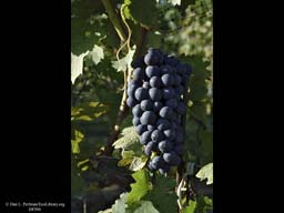 Grapes for wine, Long Island, New York, USA