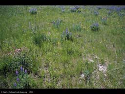 Grassland flowers and bison dung, Montana