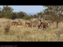 Changing savanna scene, Tanzania (# 1 of 3)