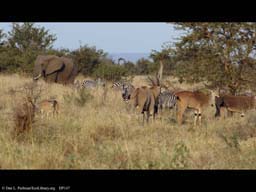Changing savanna scene, Tanzania (# 3 of 3)