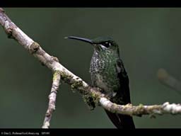 Hummingbird on branch, Costa Rica