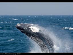 Humpback whale breaching, Massachusetts