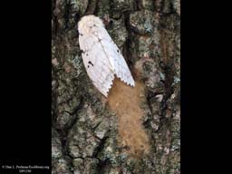 Invasive gypsy moth female laying eggs, Massachusetts, USA