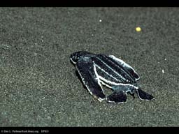 Baby leatherback turtle heading to ocean, Costa Rica