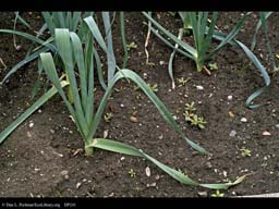 Leek, Allium porrum