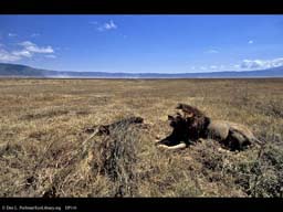 Lion with dead wildebeest, Ngorongoro Crater, Tanzania