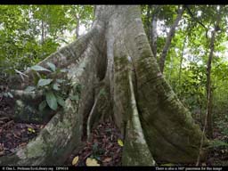 Panorama of Lowland tropical rainforest with giant fig tree
