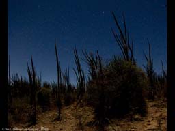 Panorama of Madagascar spiny desert at night