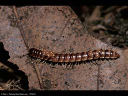Millipede covered with mites, Massachusetts, USA
