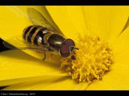 Hover fly mimic on yellow flower