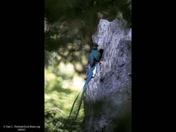 Nesting: Male Quetzal at nest tree, Costa Rica