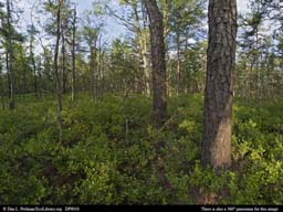 Panorama of New Jersey pine barrens, a fire-maintained ecosystem